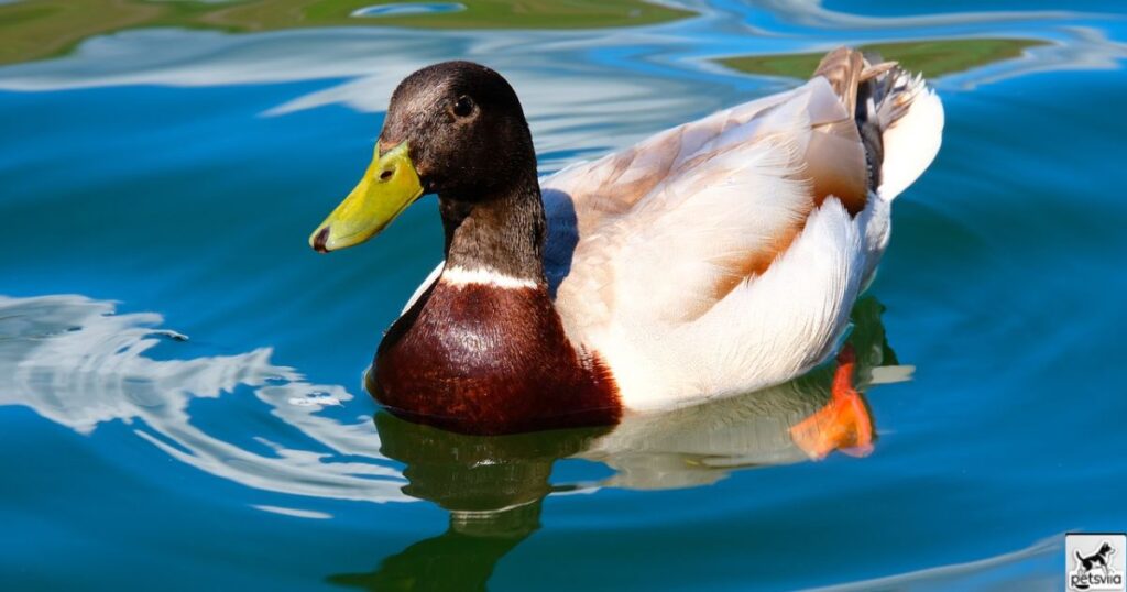 What Factors Influence How Long Ducks Can Stay Underwater