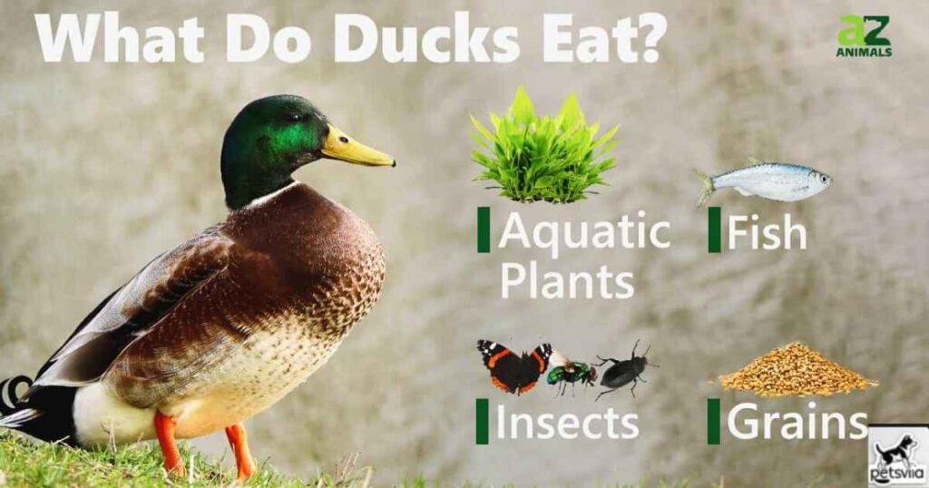 What Other Vegetables Can Ducks Eat